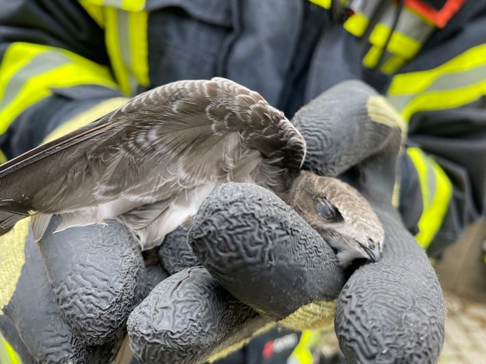 FW-OG: Mauersegler hängt hilflos aus seinem Nest – Zeugen reagieren goldrichtig